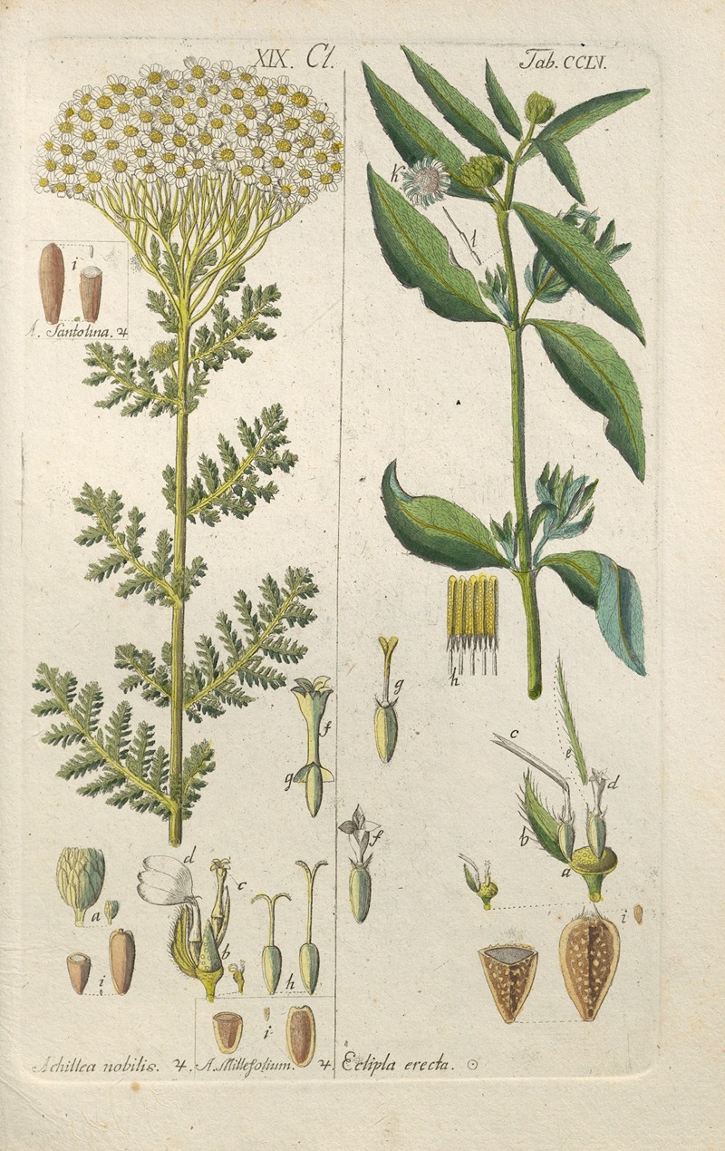 Christian Schkuhr - Botanisches Handbuch Pl.47