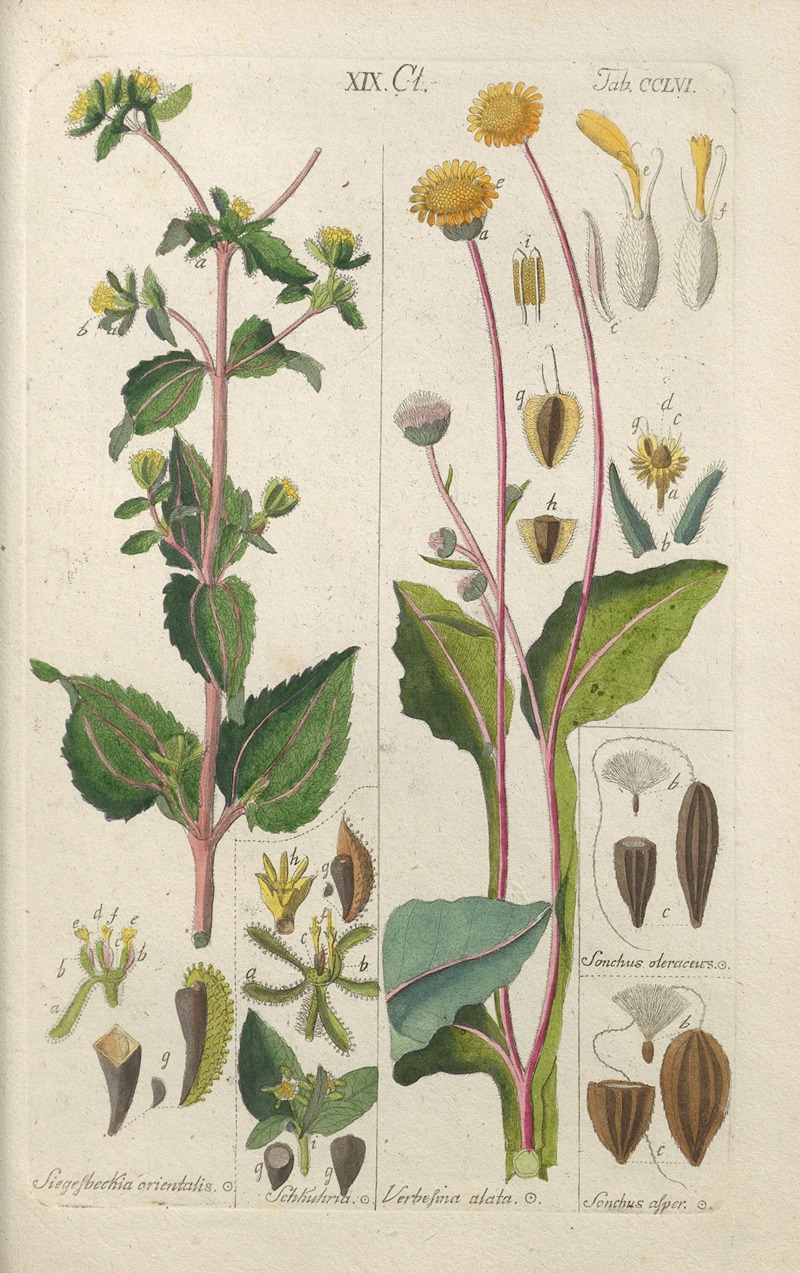 Christian Schkuhr - Botanisches Handbuch Pl.48