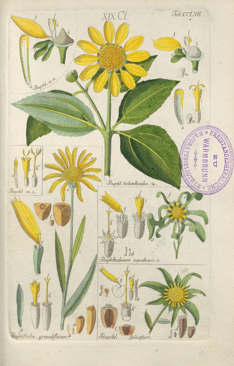 Christian Schkuhr - Botanisches Handbuch Pl.49