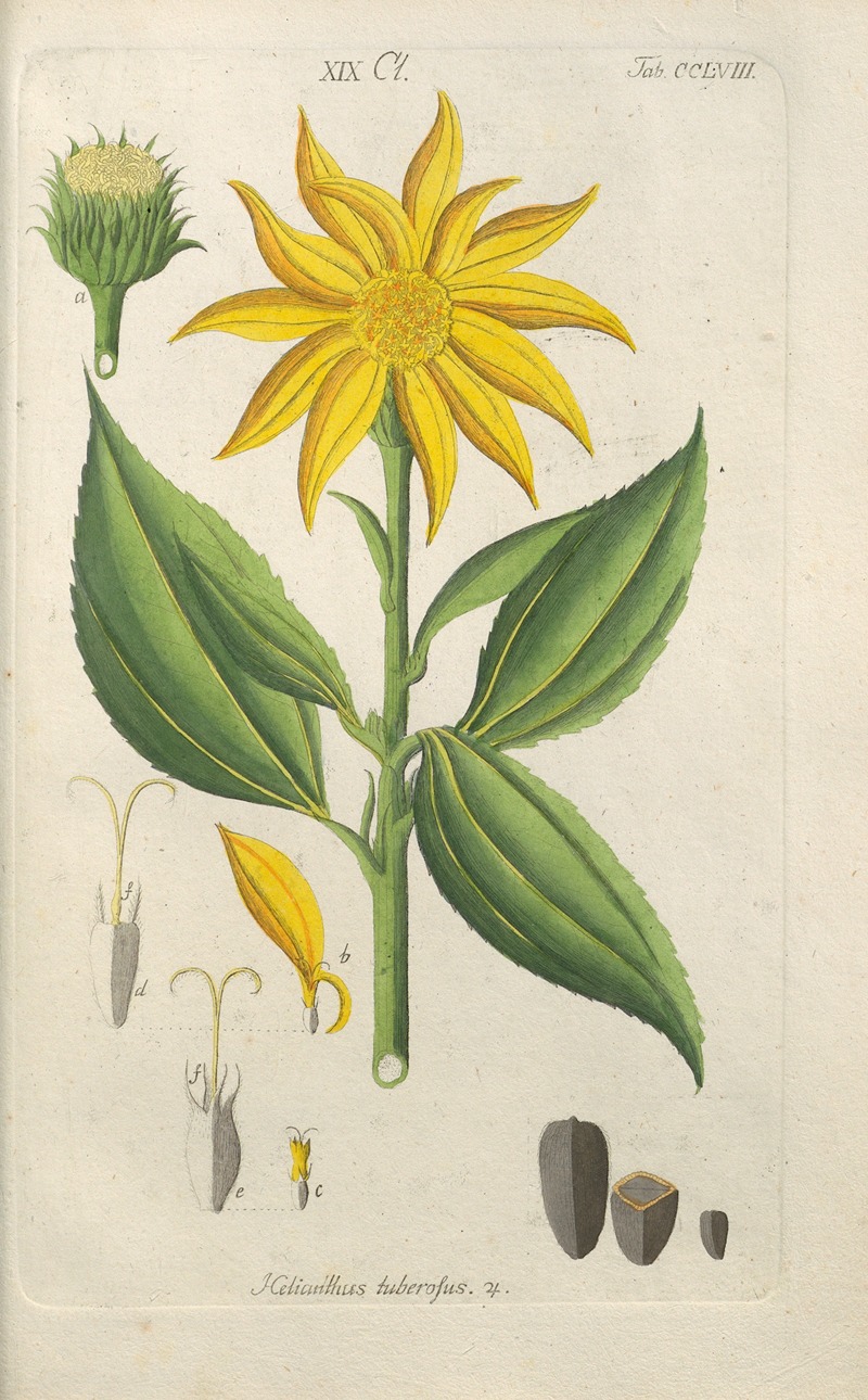 Christian Schkuhr - Botanisches Handbuch Pl.50