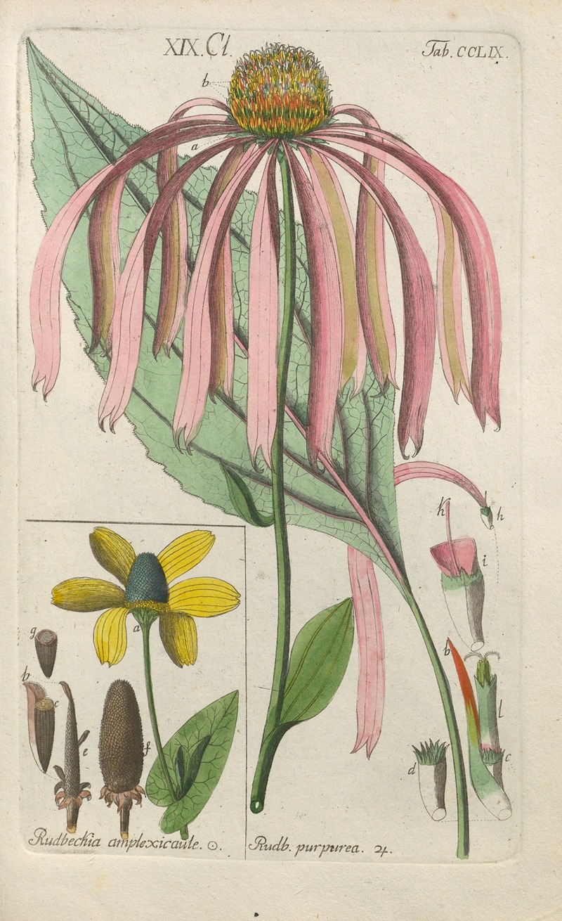 Christian Schkuhr - Botanisches Handbuch Pl.51