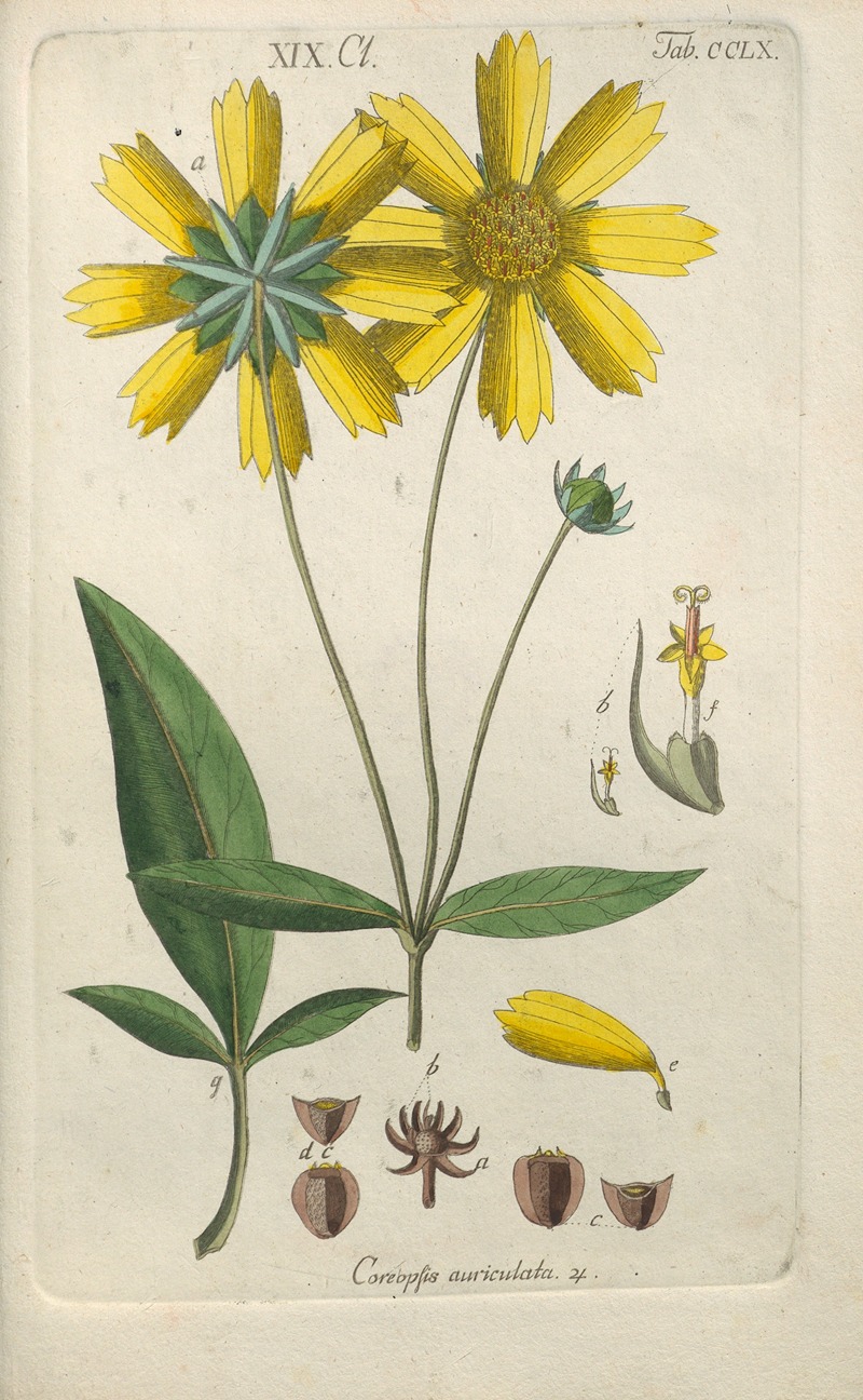 Christian Schkuhr - Botanisches Handbuch Pl.52