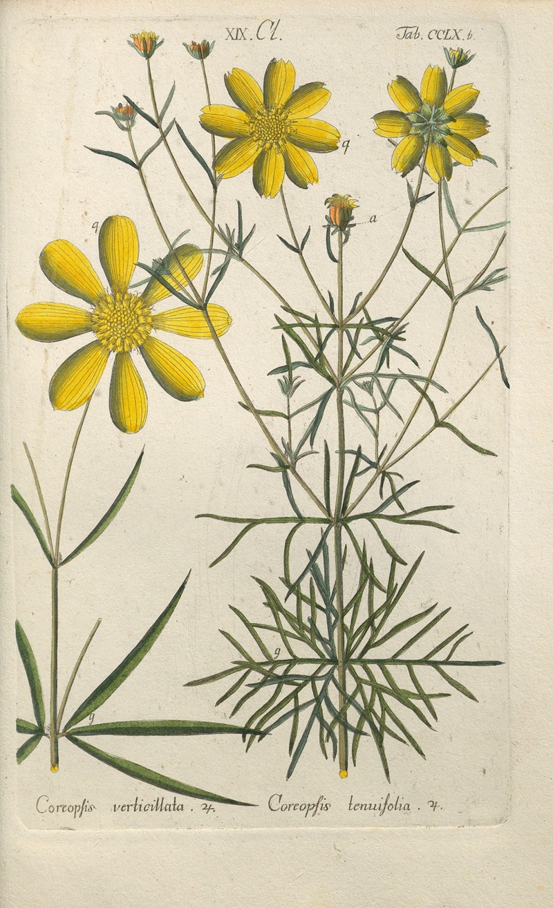 Christian Schkuhr - Botanisches Handbuch Pl.53