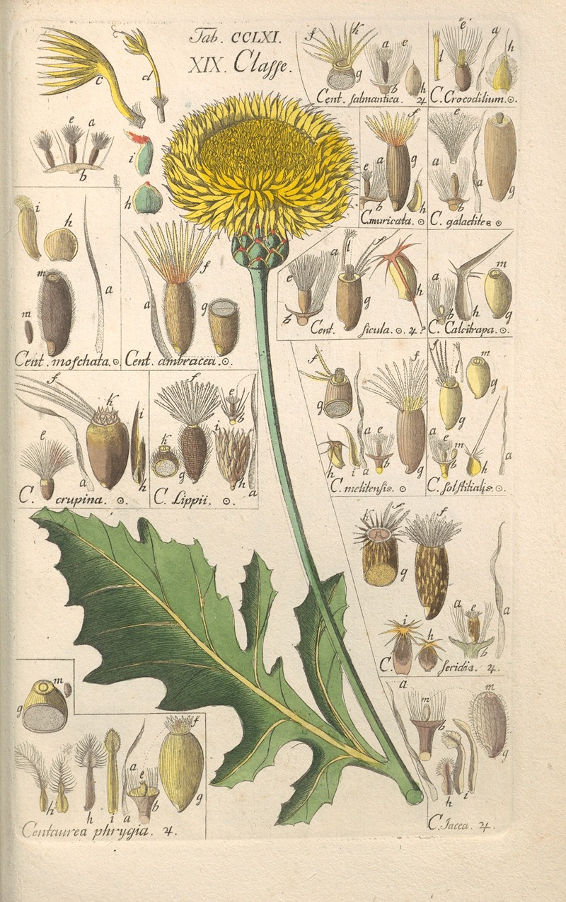 Christian Schkuhr - Botanisches Handbuch Pl.54