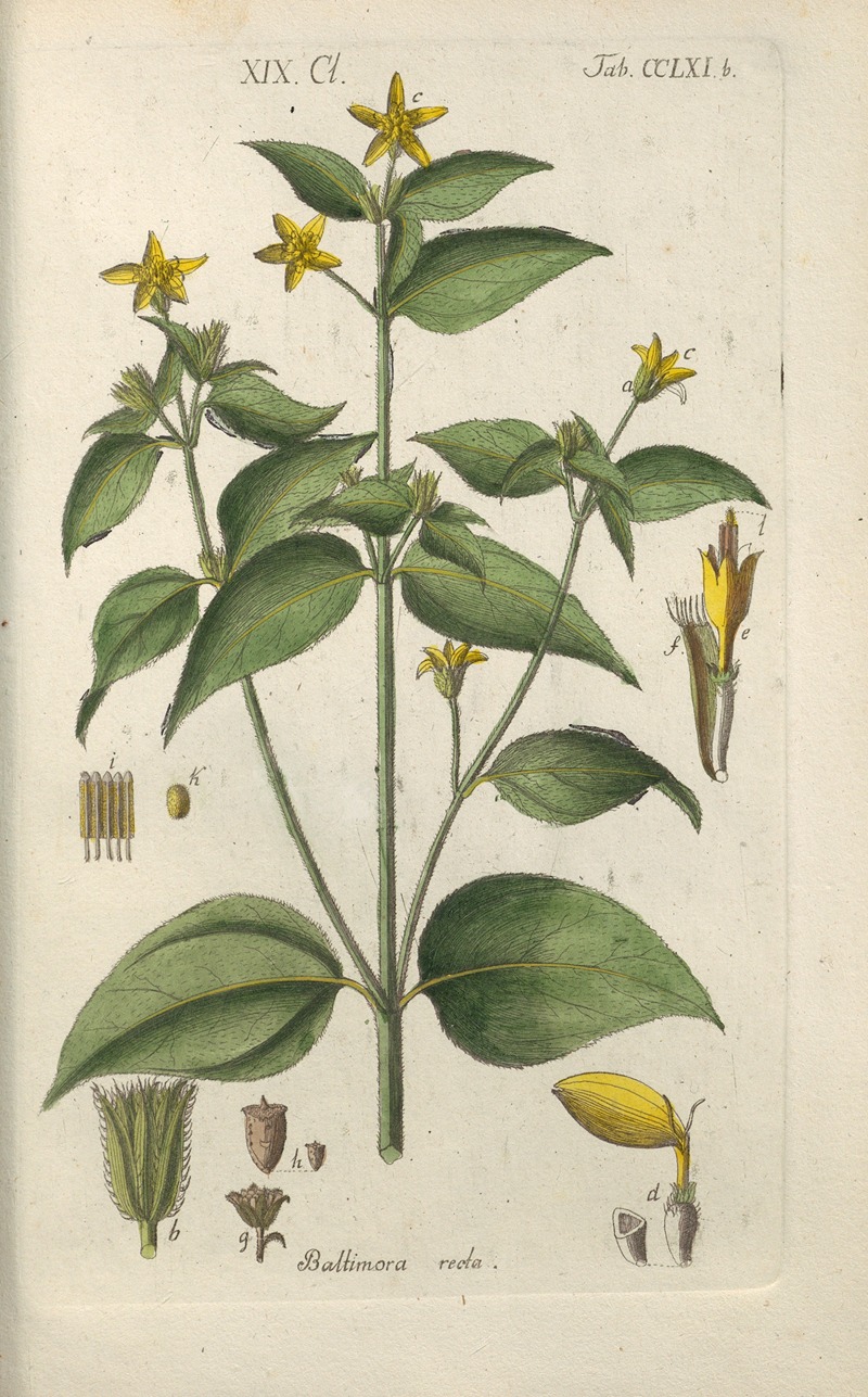 Christian Schkuhr - Botanisches Handbuch Pl.55