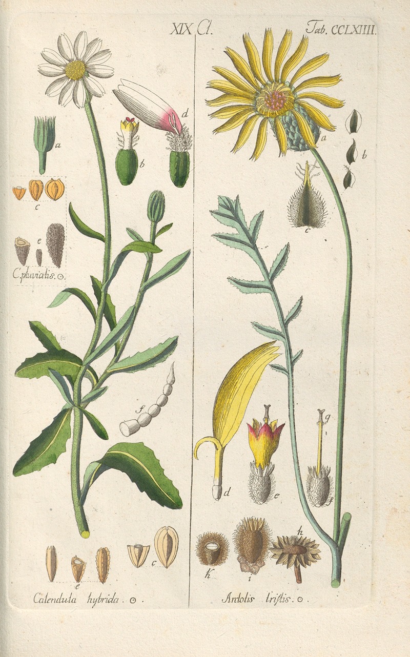 Christian Schkuhr - Botanisches Handbuch Pl.58