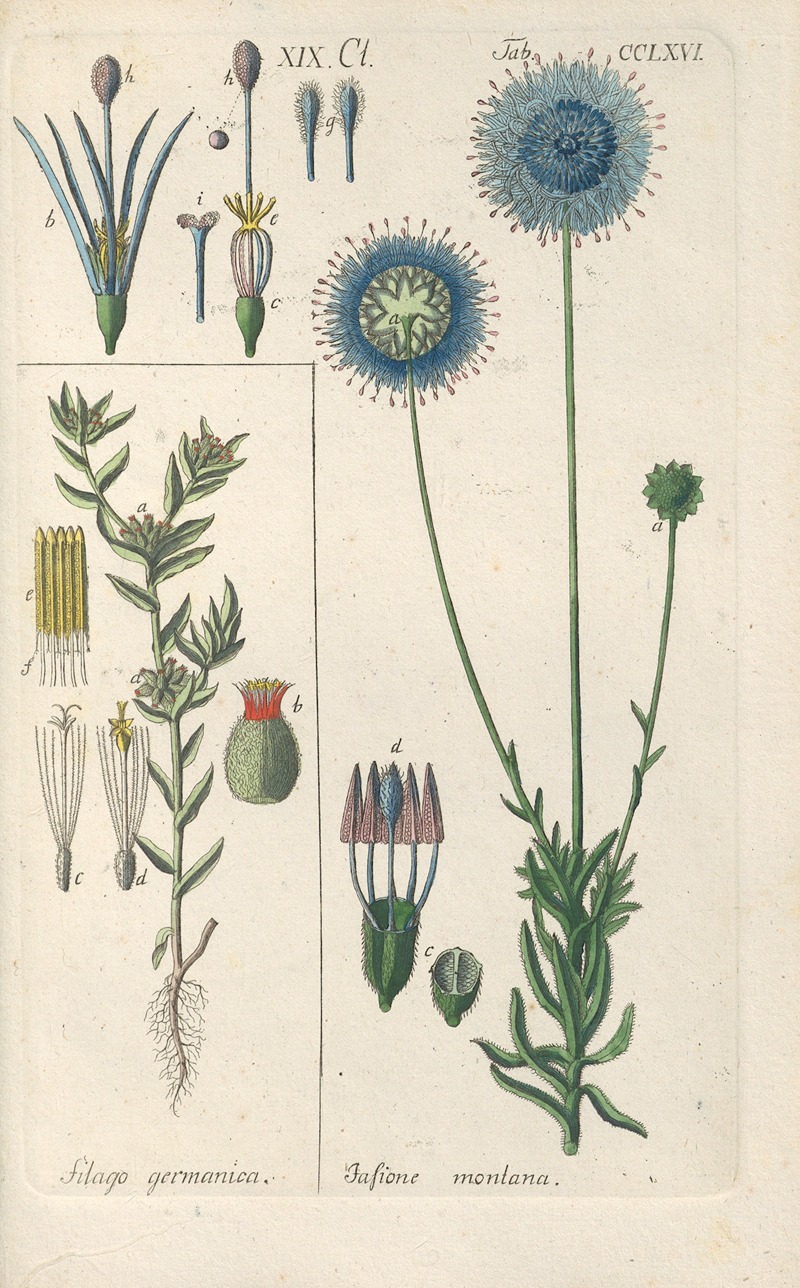 Christian Schkuhr - Botanisches Handbuch Pl.60