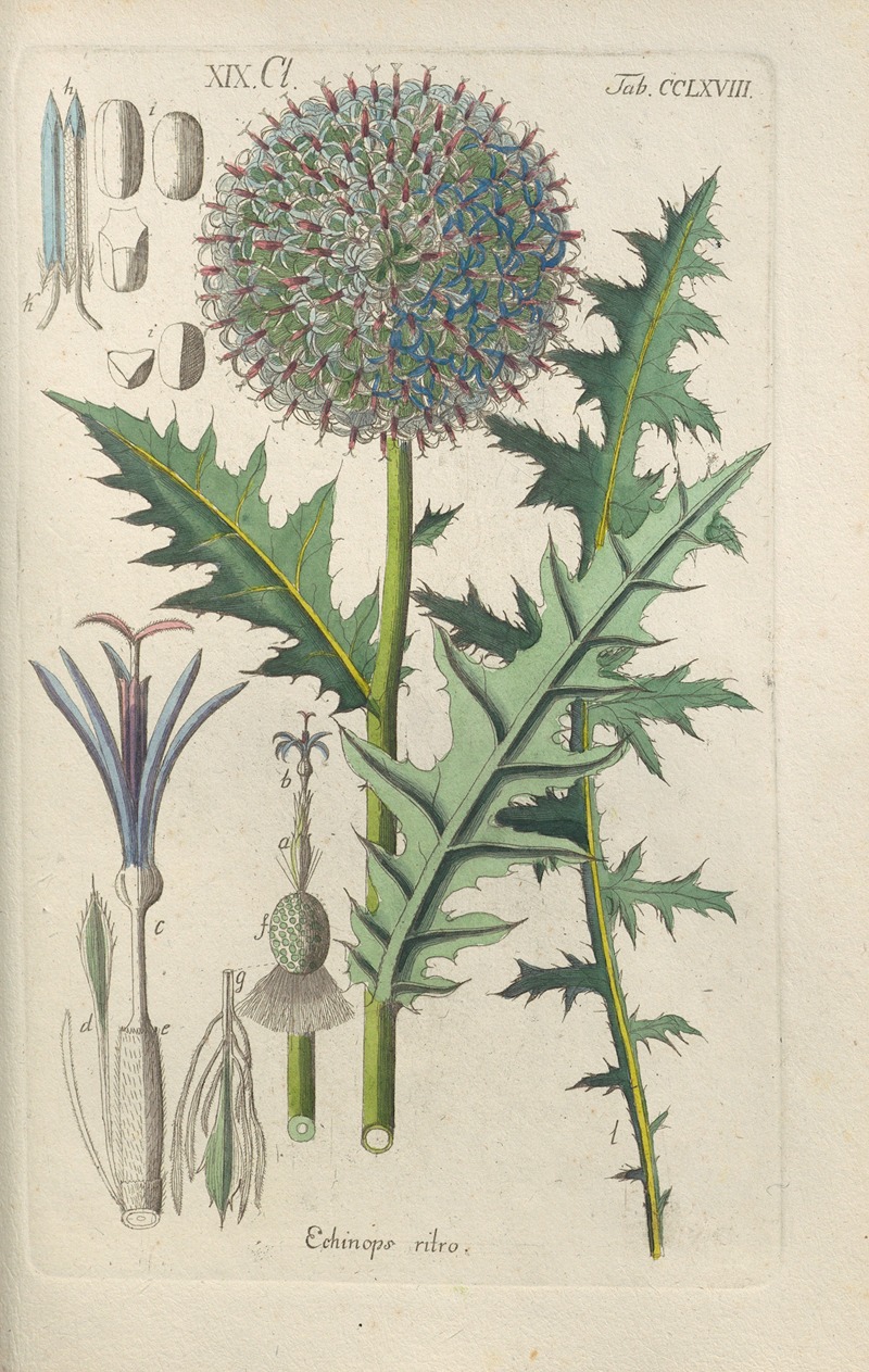 Christian Schkuhr - Botanisches Handbuch Pl.62