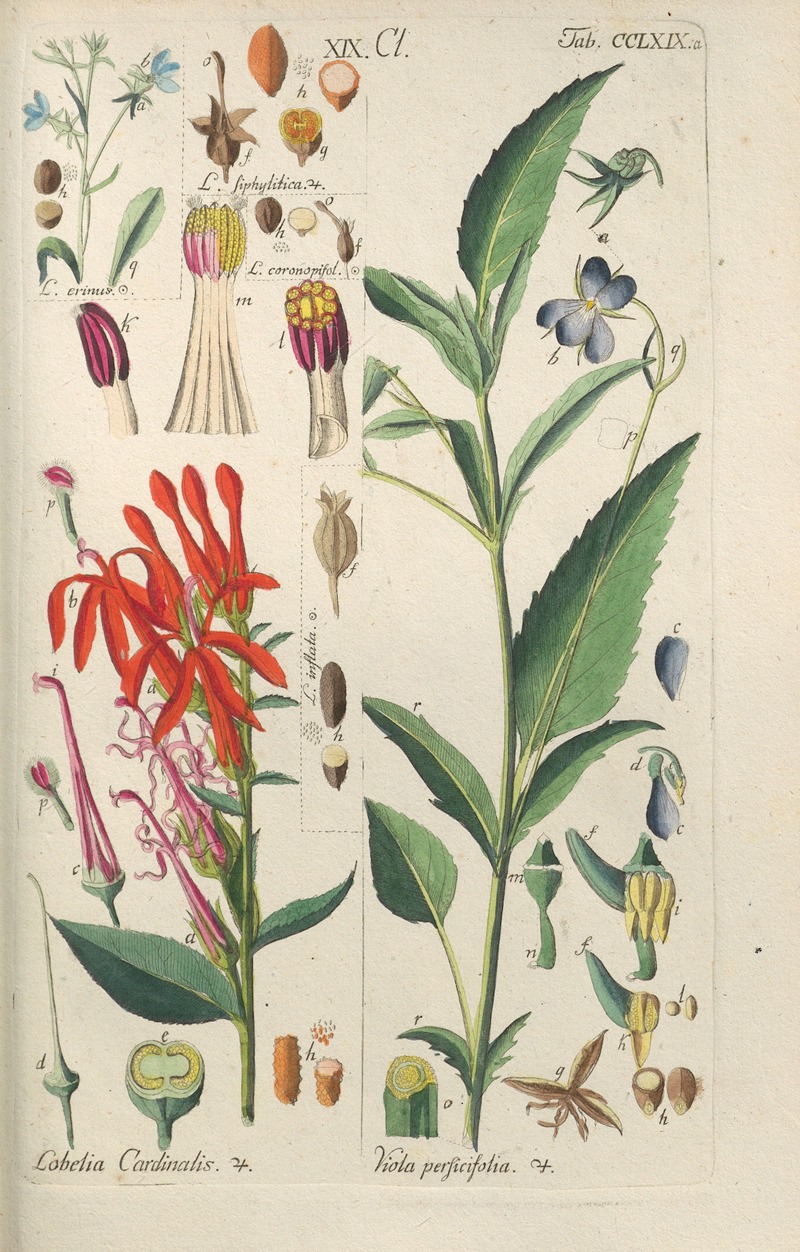 Christian Schkuhr - Botanisches Handbuch Pl.63