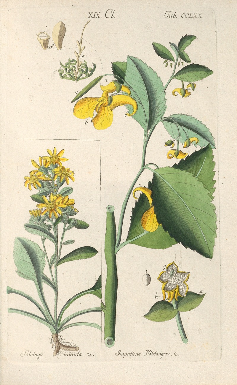 Christian Schkuhr - Botanisches Handbuch Pl.65