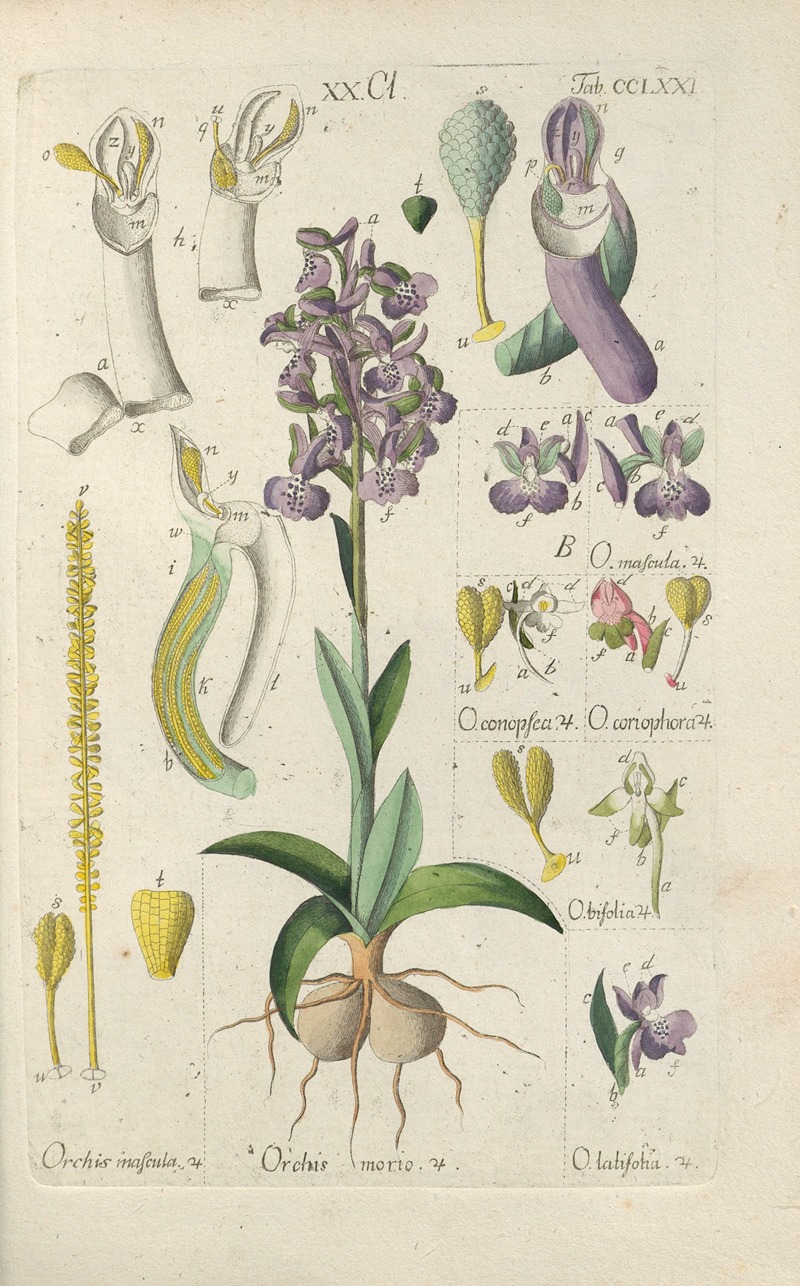 Christian Schkuhr - Botanisches Handbuch Pl.66