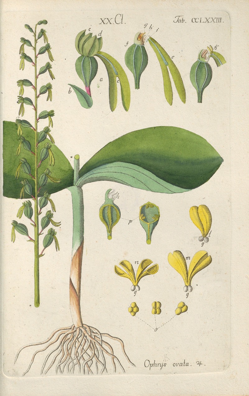 Christian Schkuhr - Botanisches Handbuch Pl.68