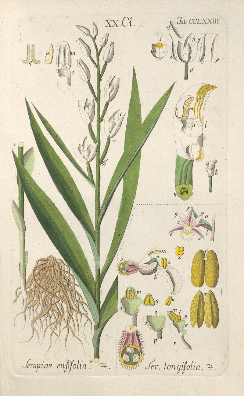 Christian Schkuhr - Botanisches Handbuch Pl.69