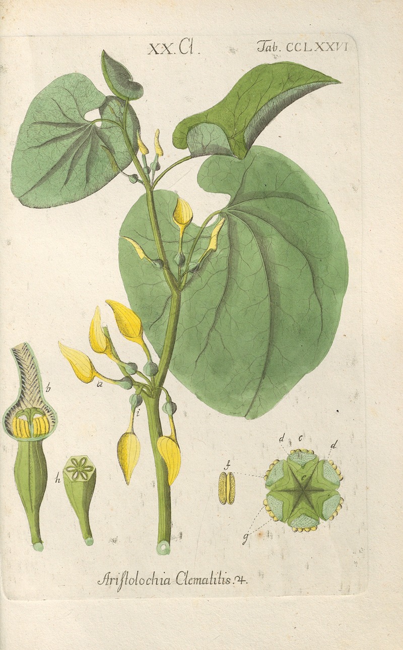 Christian Schkuhr - Botanisches Handbuch Pl.71