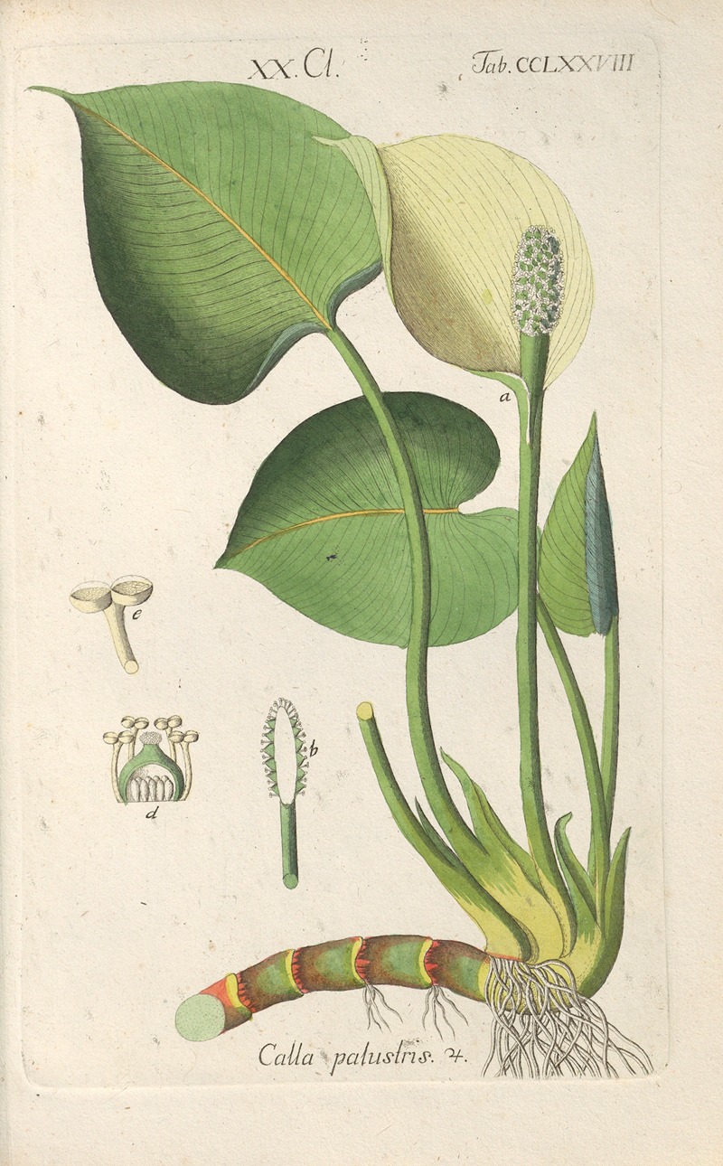 Christian Schkuhr - Botanisches Handbuch Pl.73