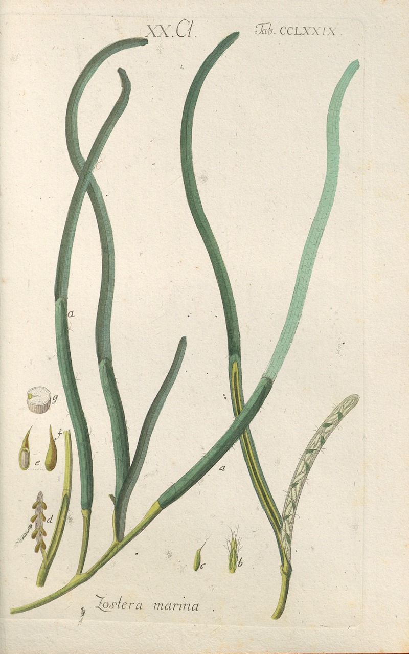 Christian Schkuhr - Botanisches Handbuch Pl.74