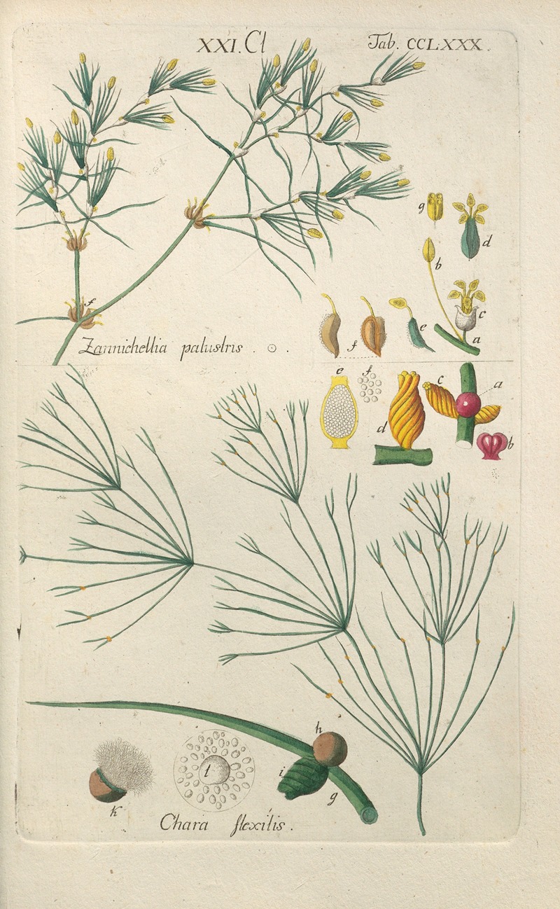 Christian Schkuhr - Botanisches Handbuch Pl.75