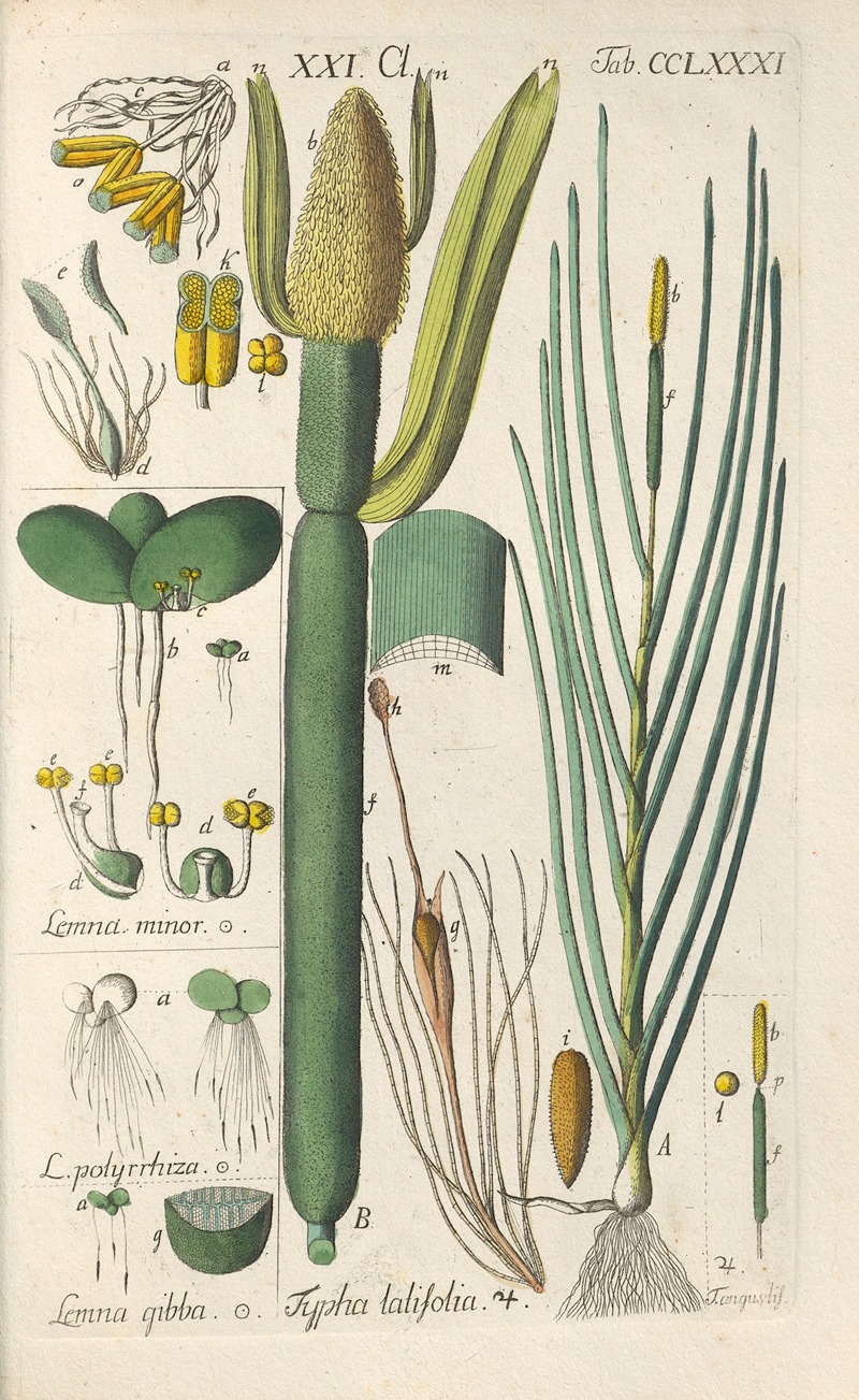 Christian Schkuhr - Botanisches Handbuch Pl.76