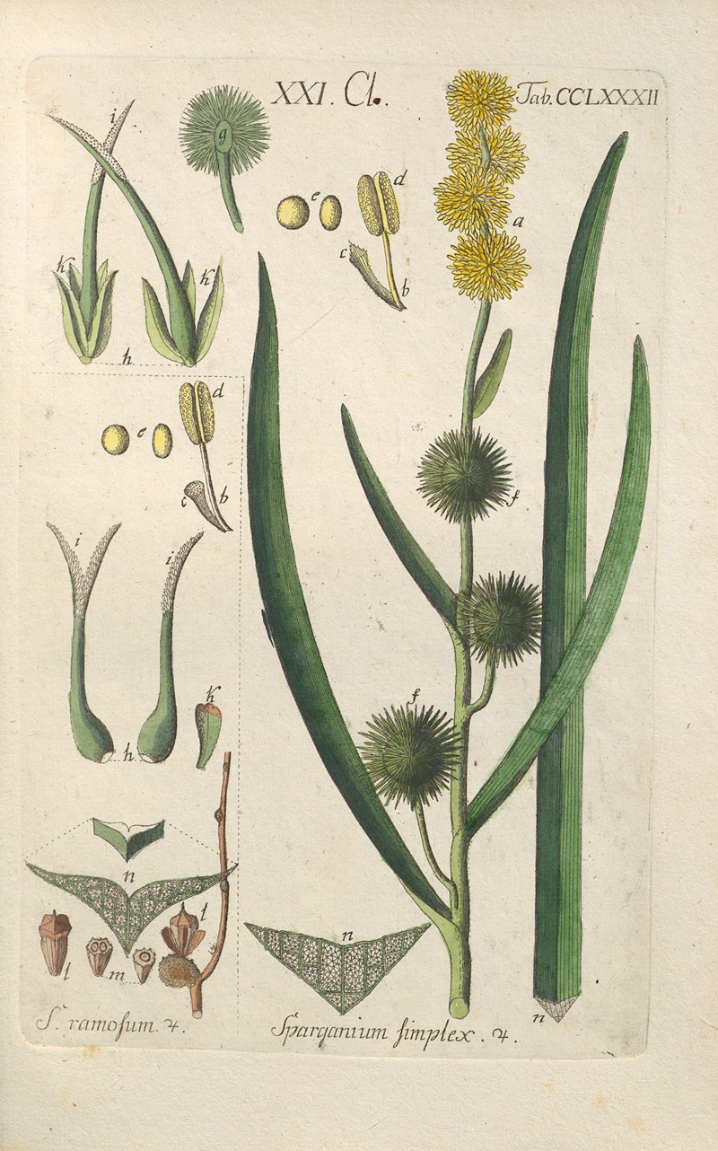 Christian Schkuhr - Botanisches Handbuch Pl.77