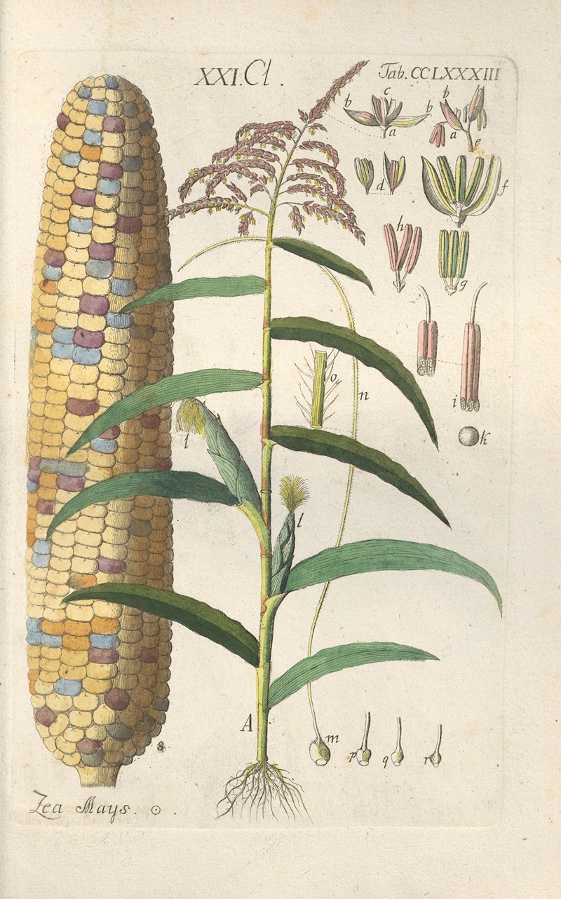 Christian Schkuhr - Botanisches Handbuch Pl.78