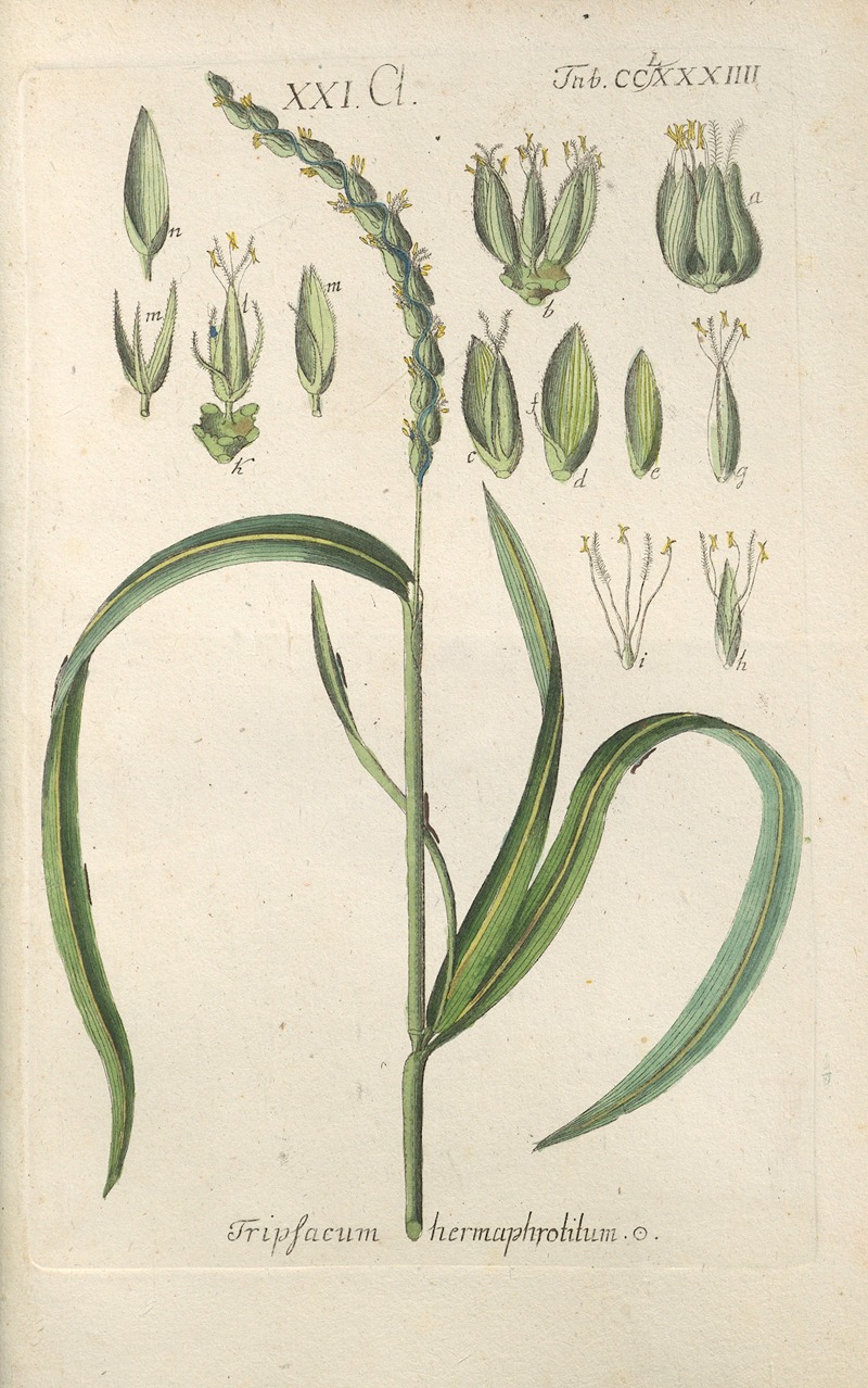 Christian Schkuhr - Botanisches Handbuch Pl.79