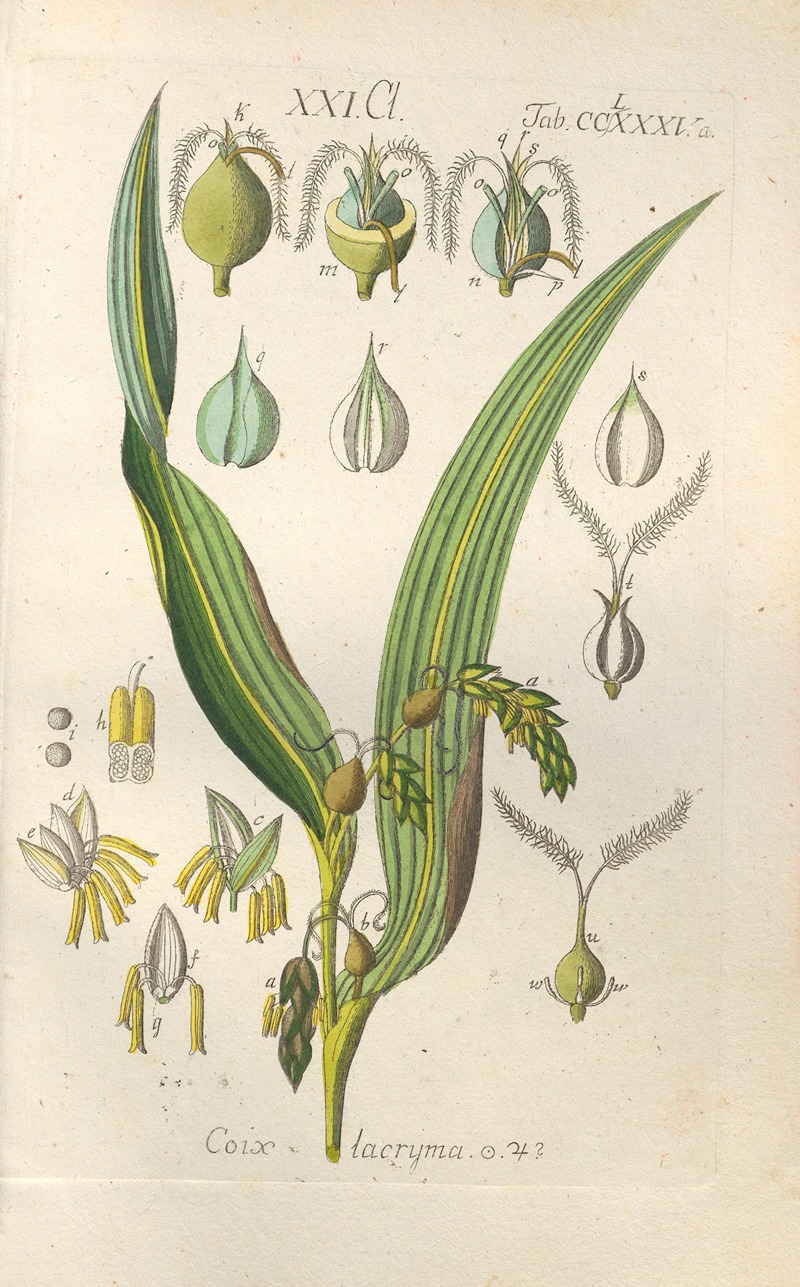 Christian Schkuhr - Botanisches Handbuch Pl.80