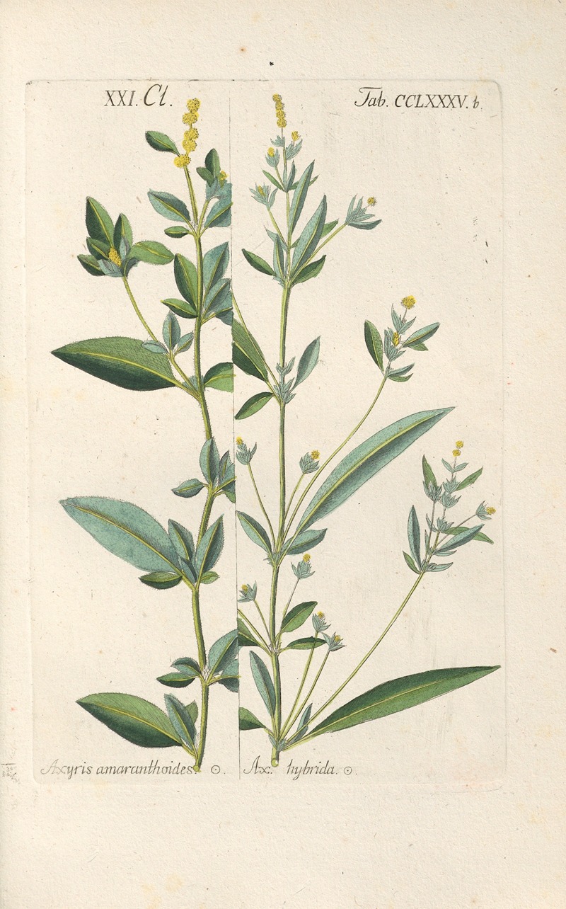 Christian Schkuhr - Botanisches Handbuch Pl.81