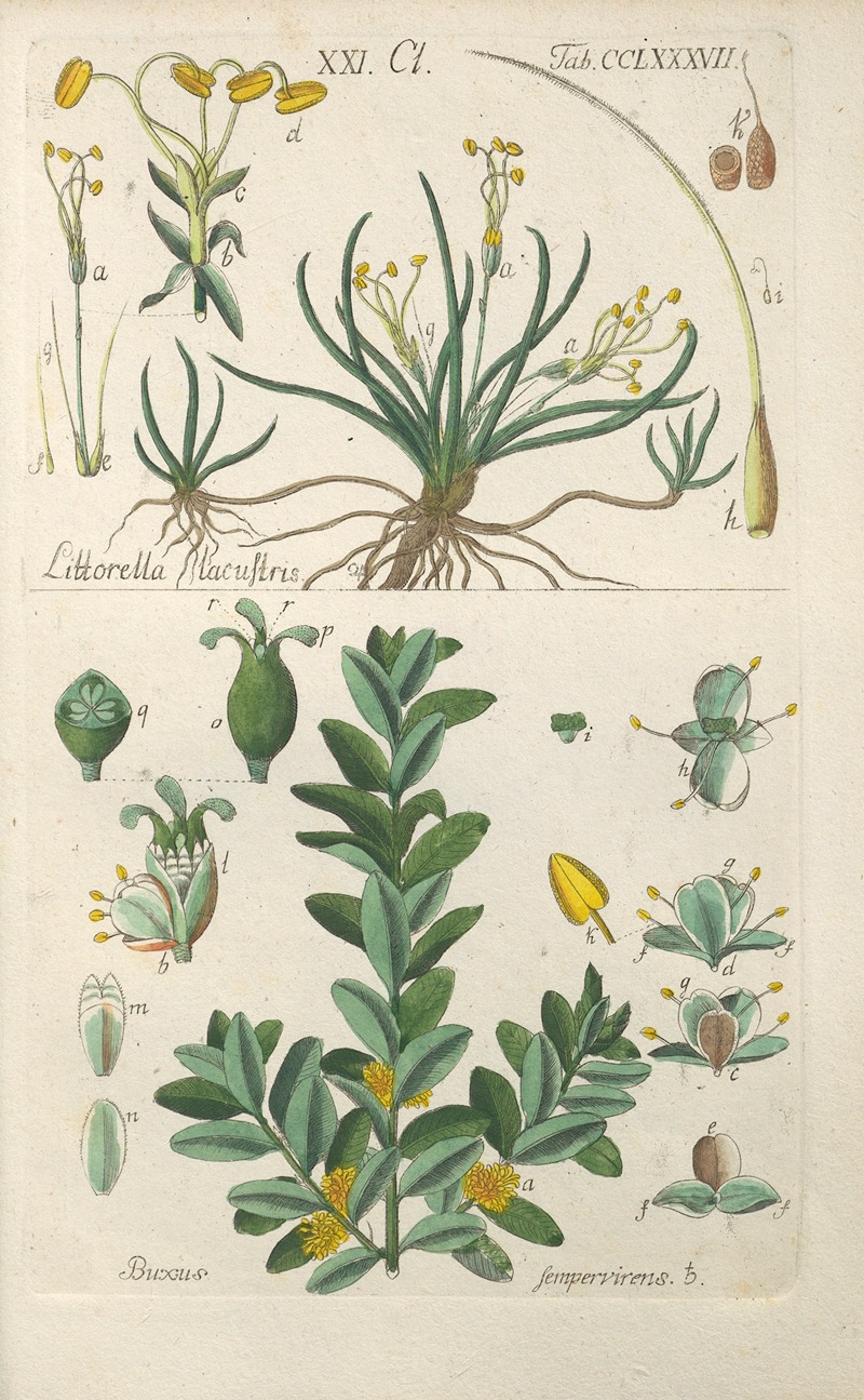 Christian Schkuhr - Botanisches Handbuch Pl.82