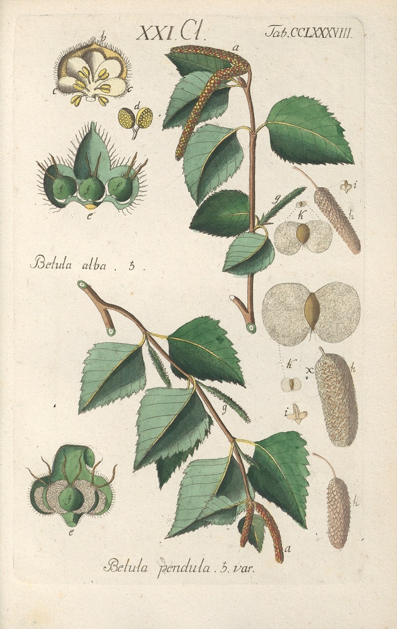 Christian Schkuhr - Botanisches Handbuch Pl.83