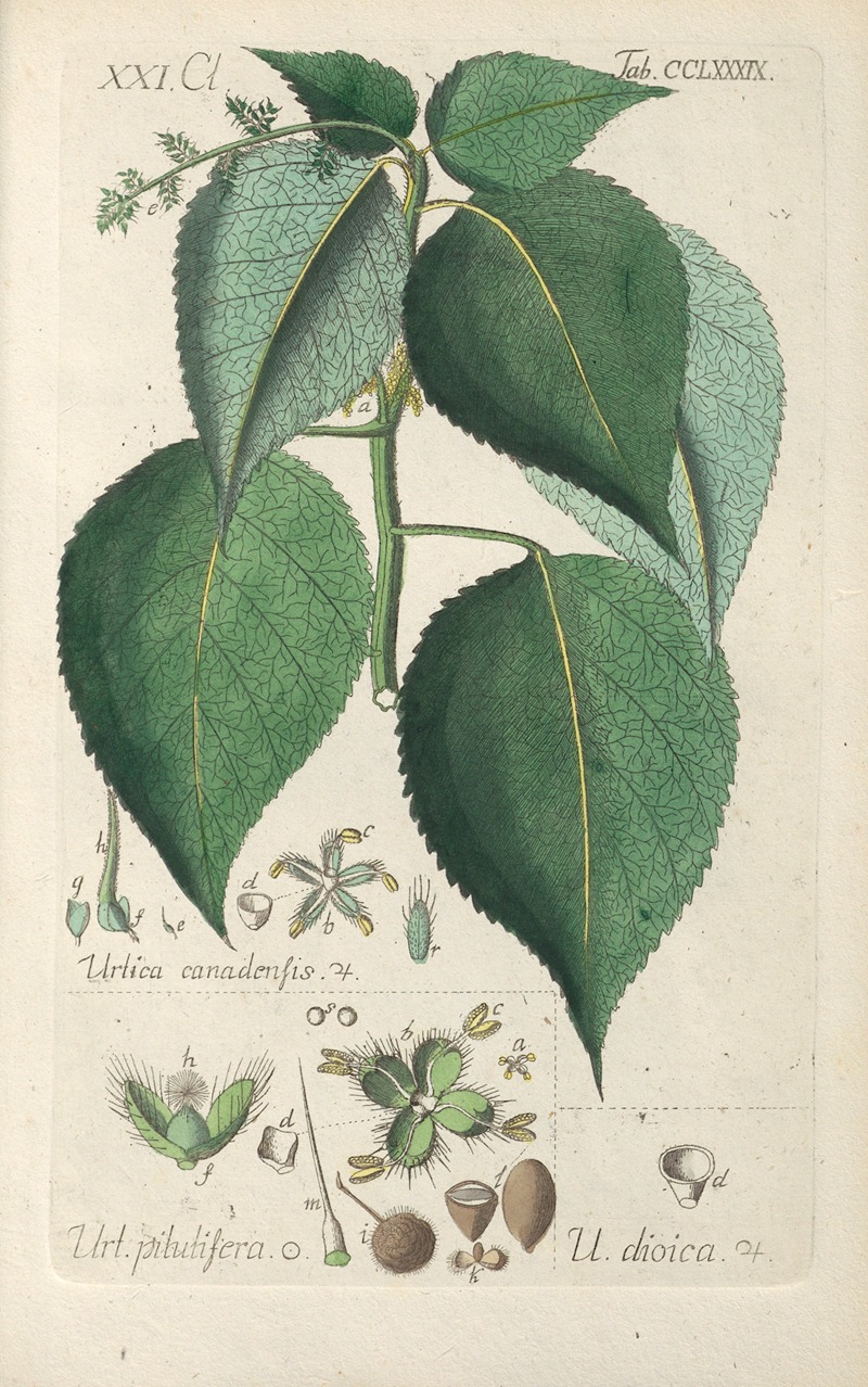 Christian Schkuhr - Botanisches Handbuch Pl.84