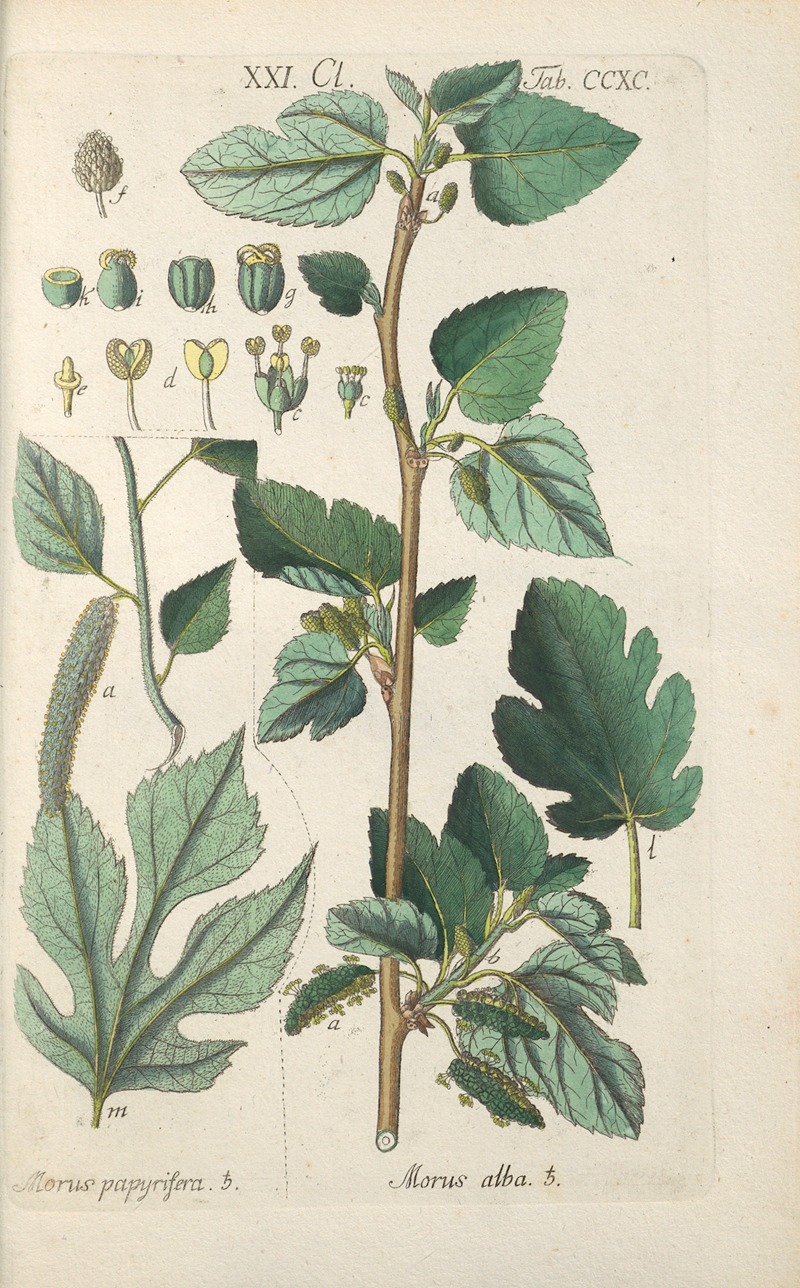 Christian Schkuhr - Botanisches Handbuch Pl.85