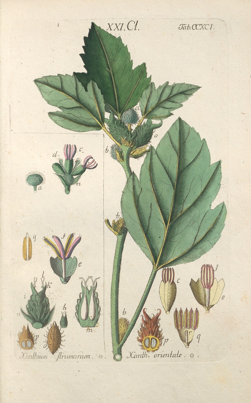 Christian Schkuhr - Botanisches Handbuch Pl.86