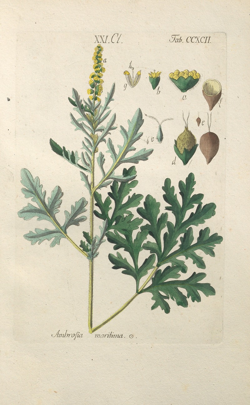 Christian Schkuhr - Botanisches Handbuch Pl.87