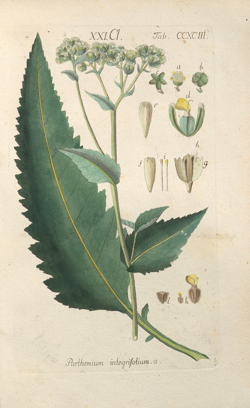 Christian Schkuhr - Botanisches Handbuch Pl.88