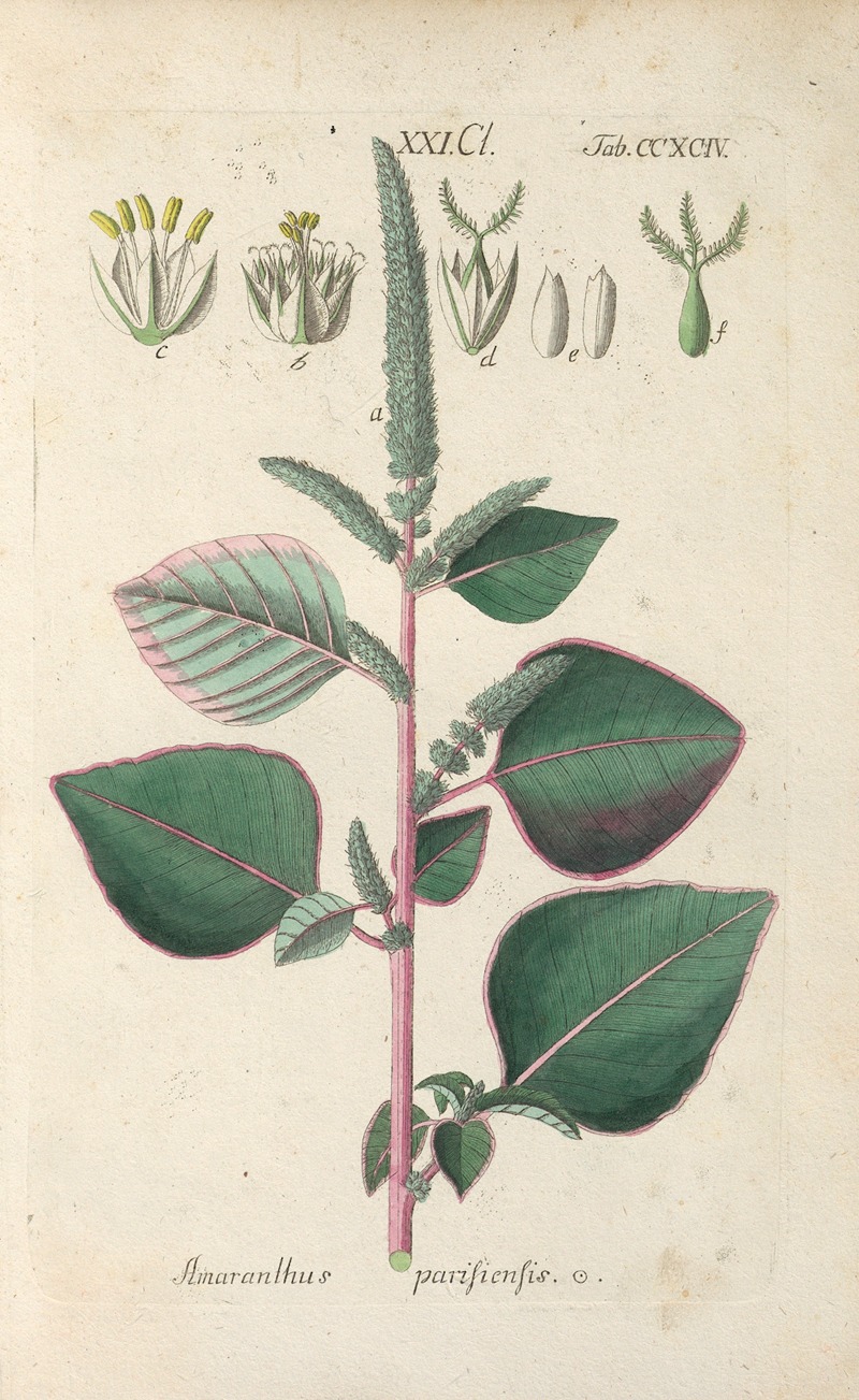 Christian Schkuhr - Botanisches Handbuch Pl.89