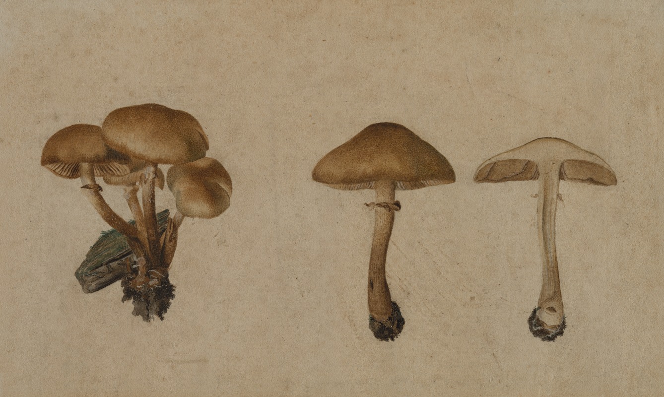 Georg Wilhelm Baurenfeind - Mushrooms