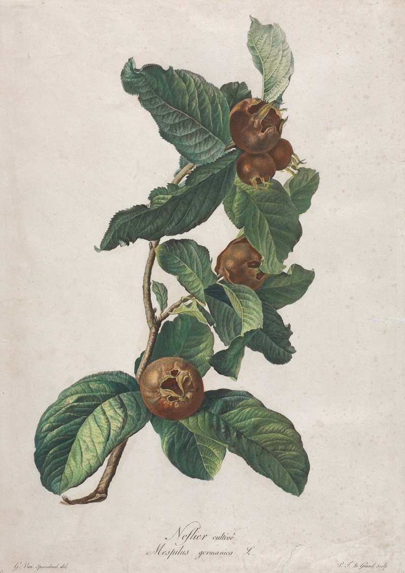 Gerard van Spaendonck - Cultivated Medlar (Mespilus germanica)