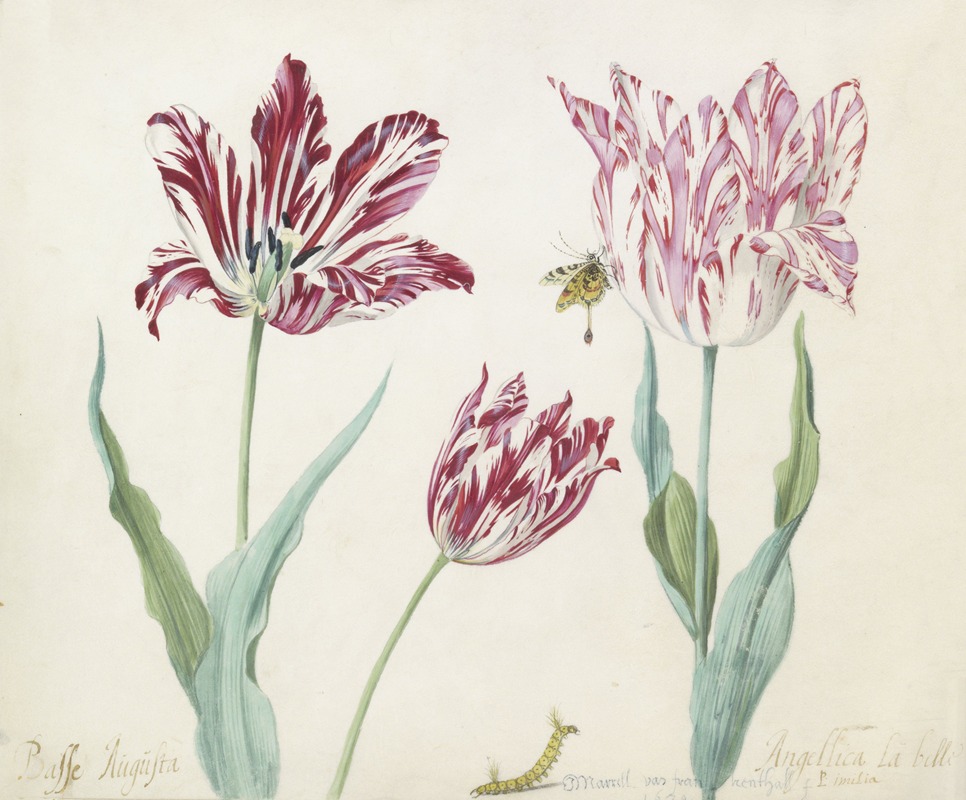 Jacob Marrel - Drie tulpen met rups en vlinder Minerva Orrienthal