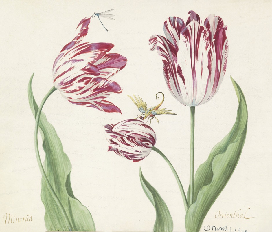 Jacob Marrel - Drie tulpen met waterjuffer en een ander insect Minerva Orrienthal