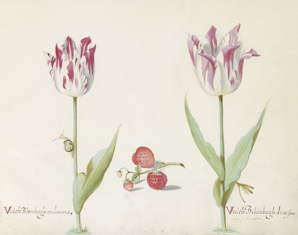 Jacob Marrel - Twee tulpen met aardbeien en slak Vruch Bleinbergh melemans Vruch Beleinbergh da costa