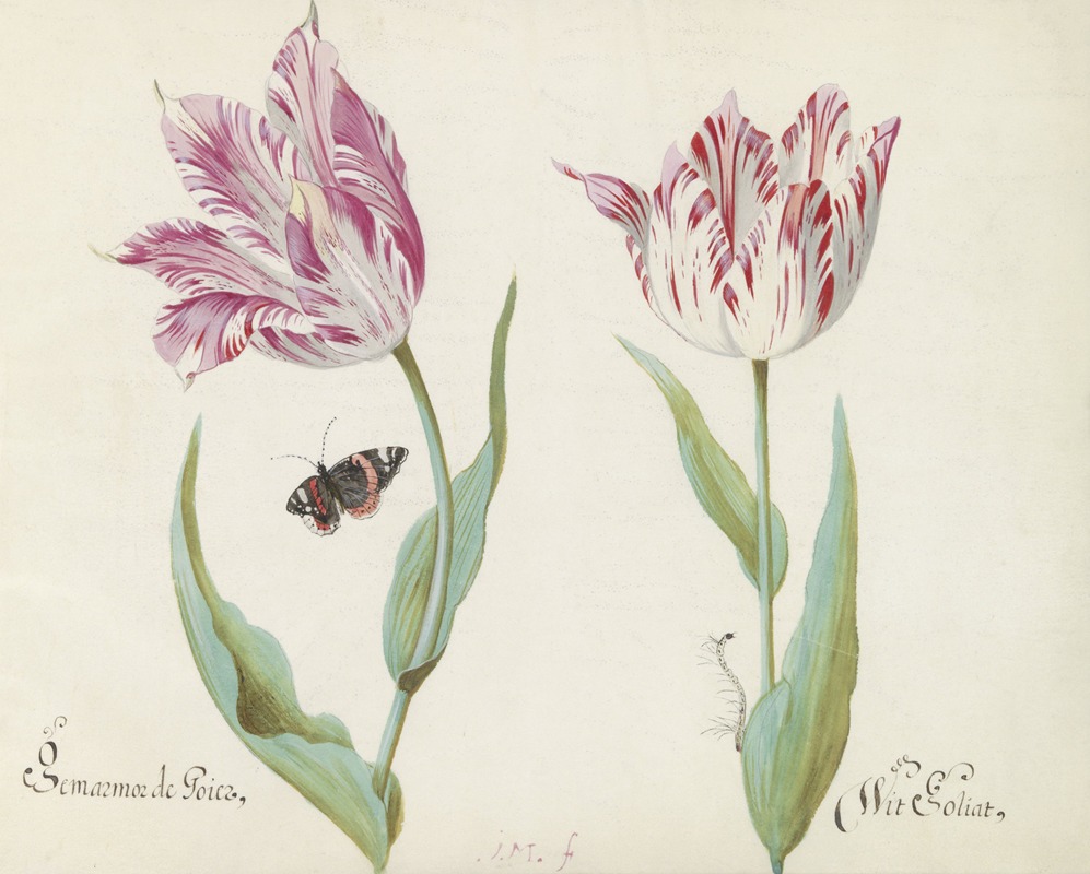 Jacob Marrel - Twee tulpen met atalanta en rups Gemarmor de Goier Wit Goliat