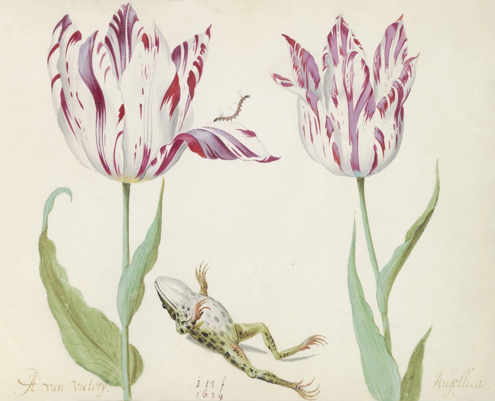 Jacob Marrel - Twee tulpen met dode kiker en rups A. van Victorij Angellica