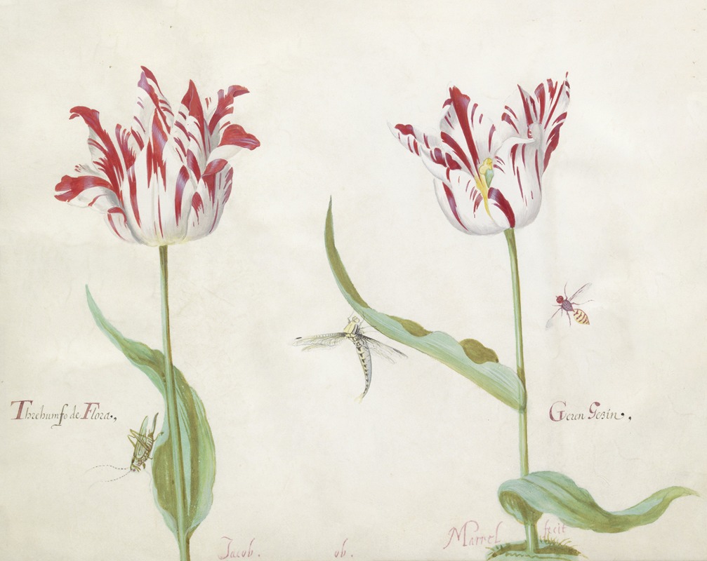 Jacob Marrel - Twee tulpen met drie insecten Threhumfo de Flora Geren Gezin