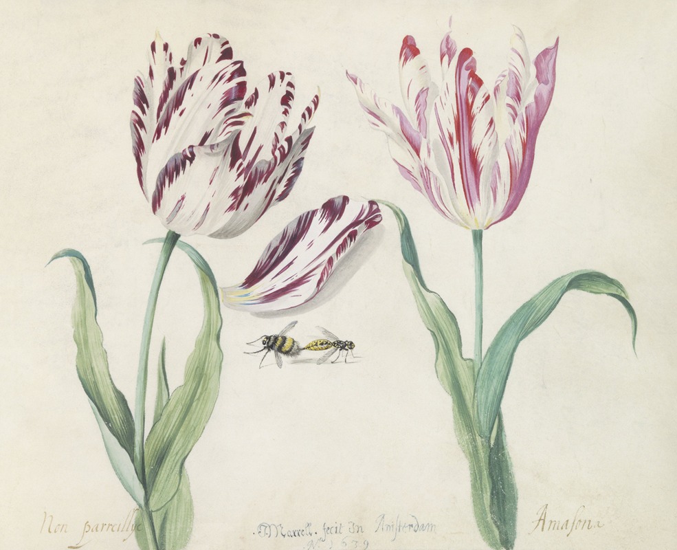 Jacob Marrel - Twee tulpen met hommel en wesp Non parreillije Amasona