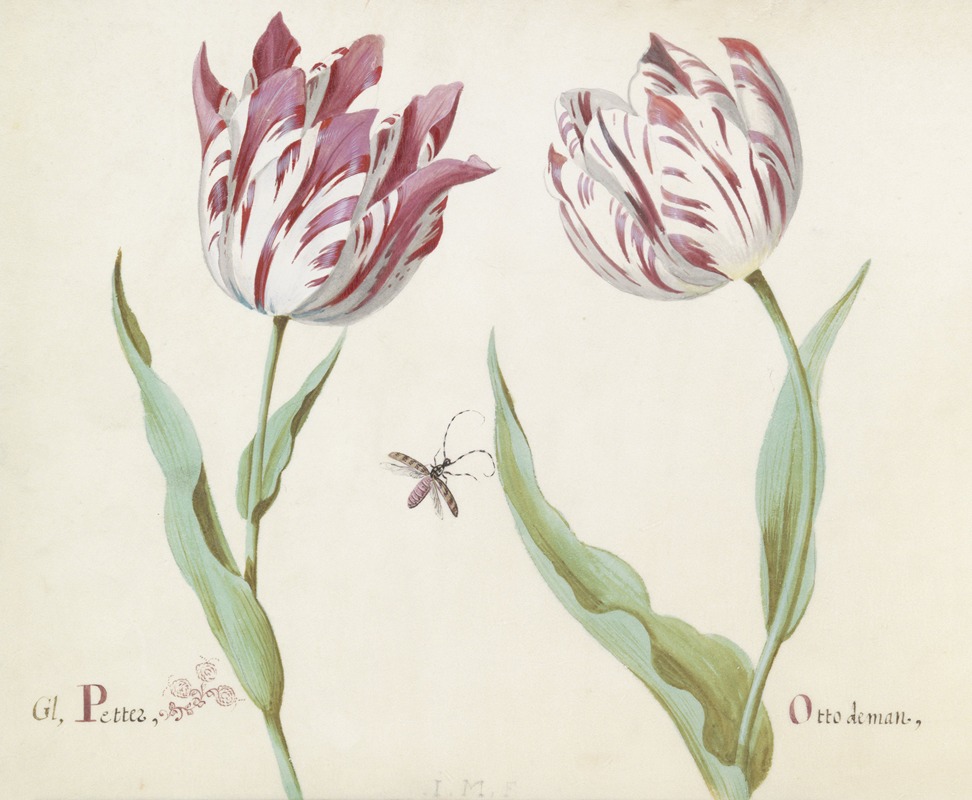 Jacob Marrel - Twee tulpen met insect Gl. Petter Otto de man