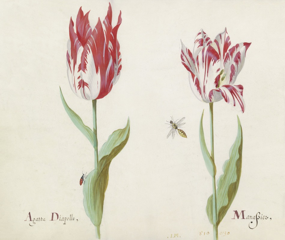 Jacob Marrel - Twee tulpen met kever en wesp Agatta Diapollo Manassier