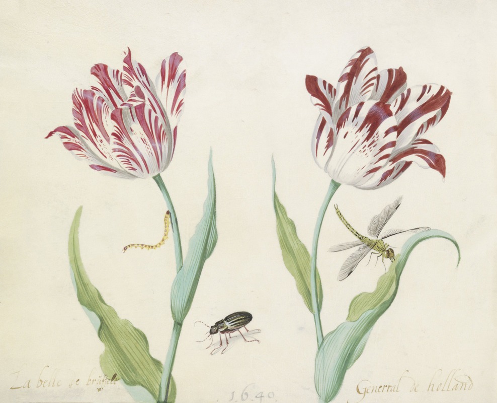 Jacob Marrel - Twee tulpen met kever, rups en libelle