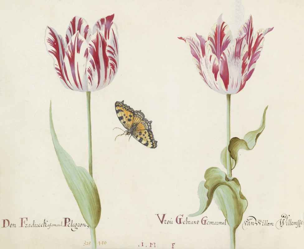 Jacob Marrel - Twee tulpen met kleine vos Don Fradireck of Amaral Pelegron Vrou Gebrant Gemarmol van Willem Willemssen