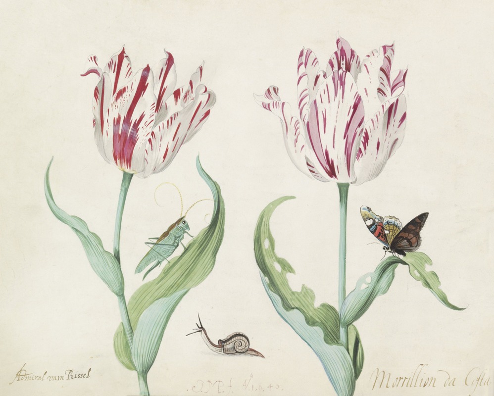 Jacob Marrel - Twee tulpen met krekel, slak en vlinder Admiral van Rissel Morrillon da Costa