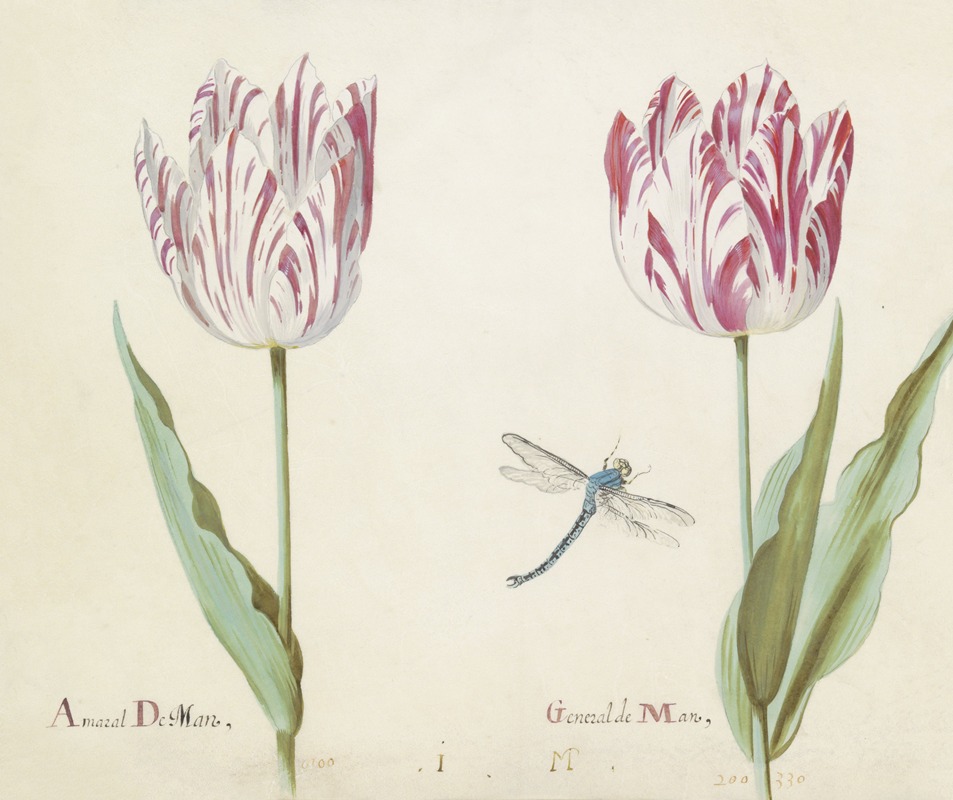 Jacob Marrel - Twee tulpen met libelle Amaral De Man General de Man